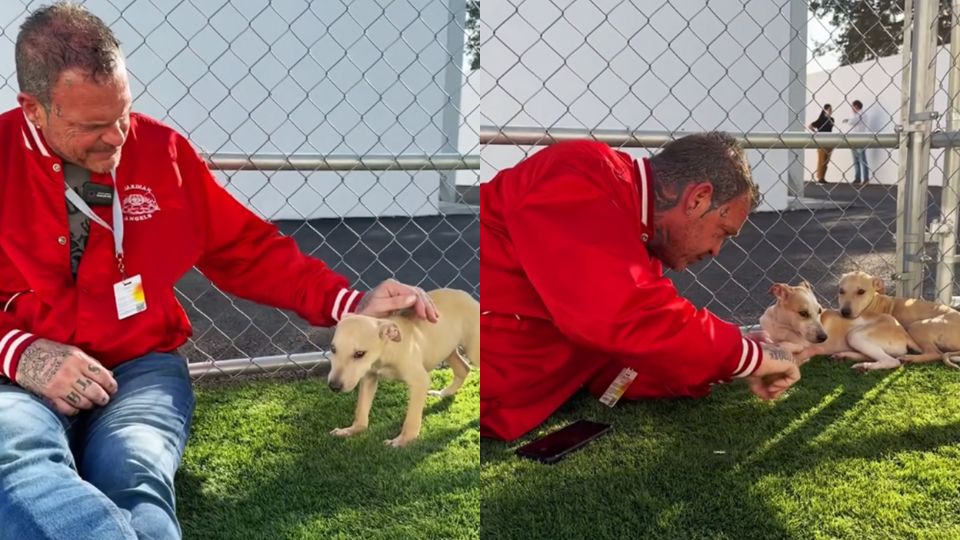 Vampiro Canadiense convive con perritos resguardados