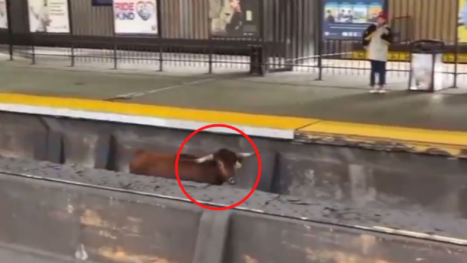 Toro salta a las vías del tren en Nueva York