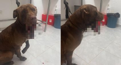 Cohete quiebra quijada a perrita en Monterrey: Así puedes ayudarla