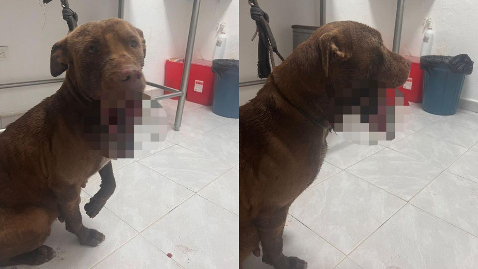 Perrita sufrió fractura de mandíbula por agresión con cohete | Facebook / Mely Ramos / Abogada por los animales