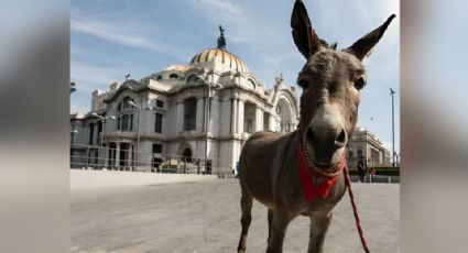 Tribilín: Conoce al burrito que divulga la protección de asnos en México