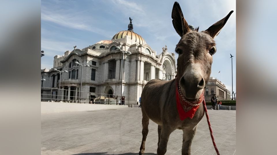 Fotografían a burrito Tribilin en Ciudad de México | Facebook / Burrolandia México A.C.