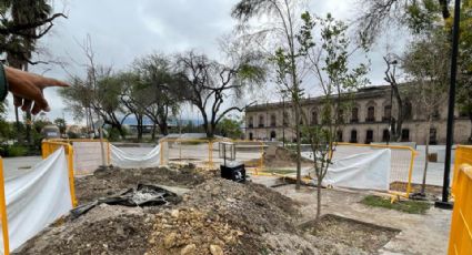 Persisten los estragos de la sequía; retirarán 15 árboles de la Explanada Cultural