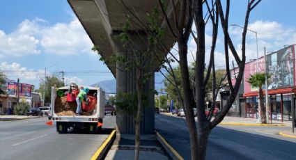 Reforestación Extrema gana terreno en arborización en Nuevo León