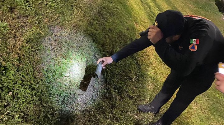 Avistan murciélago en el parque El Capitán en San Pedro; Protección Civil lo resguarda