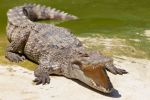 Autoridades alertan presencia de cocodrilos en playas de Ixtapa-Zihuatanejo