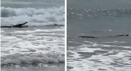 Video: Sorprende a turistas cocodrilo en playa de Guerrero