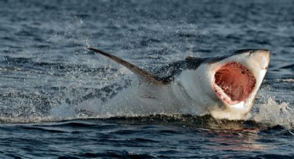 Fallece adolescente tras sufrir un ataque de un tiburón en Australia