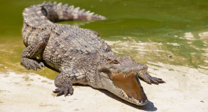 Autoridades alertan presencia de cocodrilos en playas de Ixtapa-Zihuatanejo