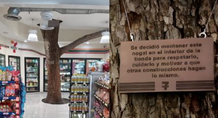 Respeto a la naturaleza nivel: El 7-Eleven regio y su árbol en medio de la tienda