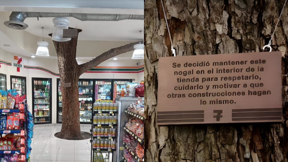 7-Eleven de Monterrey asombra por tener árbol dentro de tienda