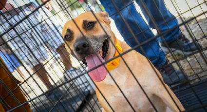 ¿Buscas un amigo? Monterrey tendrá feria de adopciones