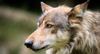 Bebé muere atacado por híbrido de lobo que familia tenía de mascota en EU