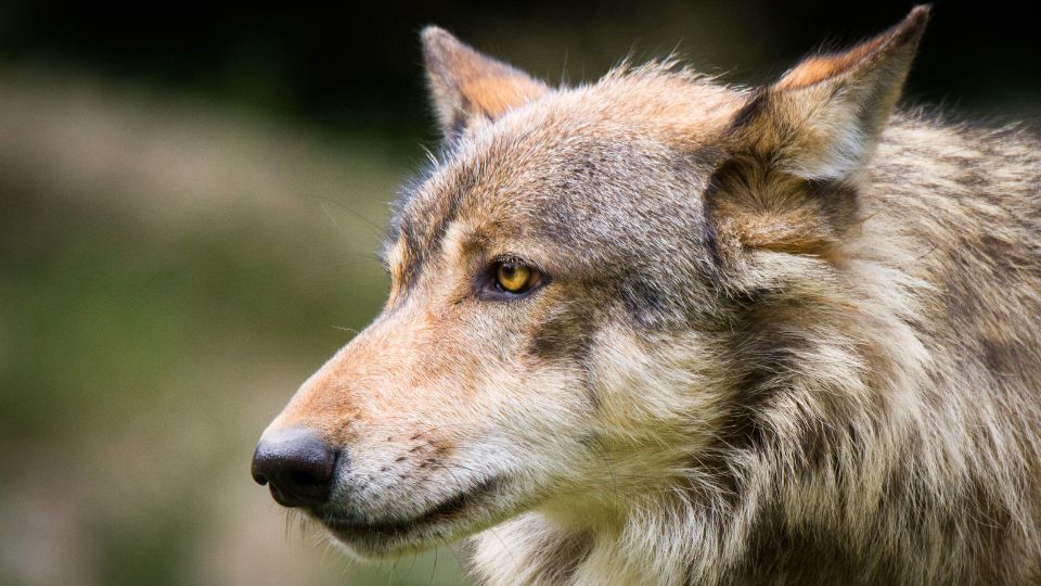 Perro lobo ataca a bebé en Alabama