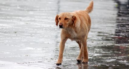 ¿Cómo dar hogar temporal a un perrito esta Navidad en Monterrey?