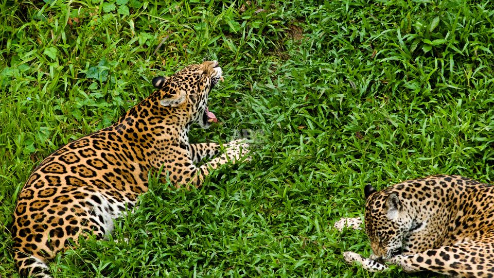 Jaguares descansando | Pixabay.