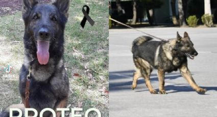 Muere Proteo, perro rescatista mexicano que viajó a Turquía