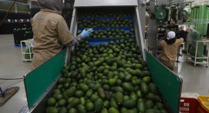 Guadalajara exportó 10 mil toneladas de aguacate para el Super Bowl