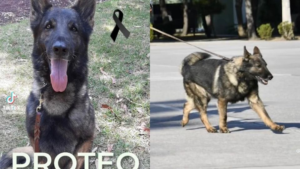 Muere Proteo, perro rescatista. Foto: Captura de Pantalla / TikTok SEDENAmx