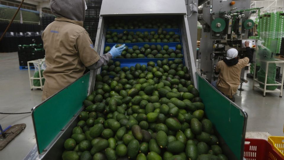 Una trabajadora supervisa el proceso de empaque de aguacate en el municipio de Ciudad Guzmán, estado de Jalisco Foto: EFE/ Francisco Guasco