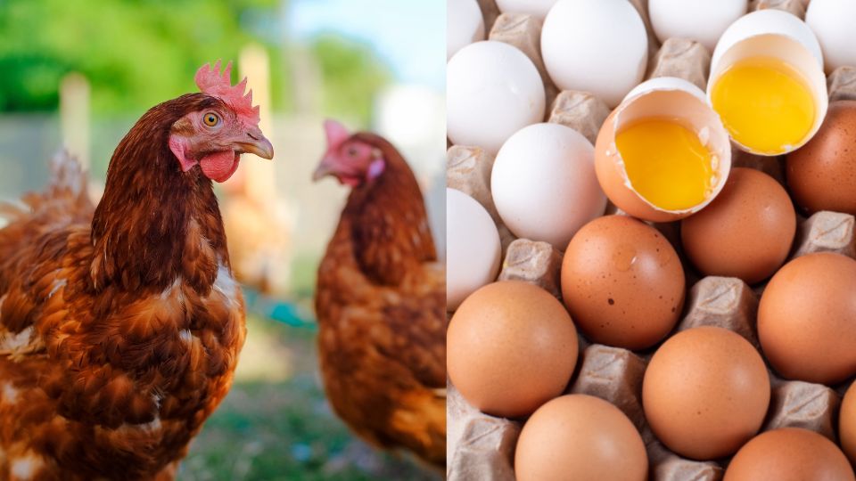 El aumento en los precios de los granos, para la alimentación de las gallinas, también ha influido en el precio del huevo.