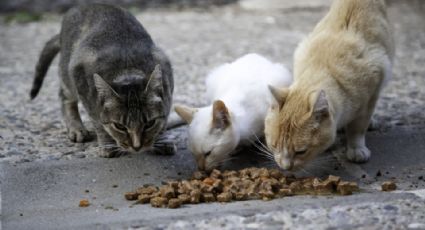 Continúan casos de gatos envenenados en Apodaca