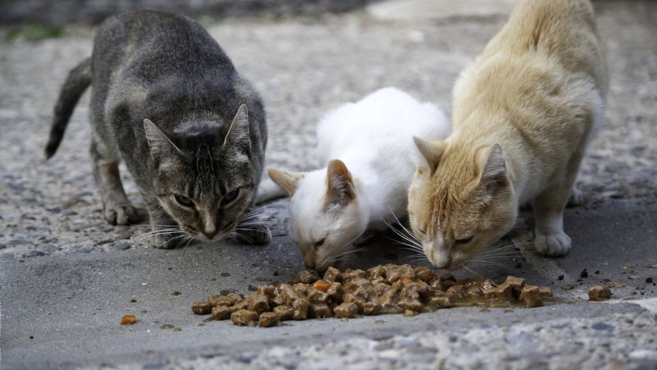 Gatos comen alimento | Pixabay.