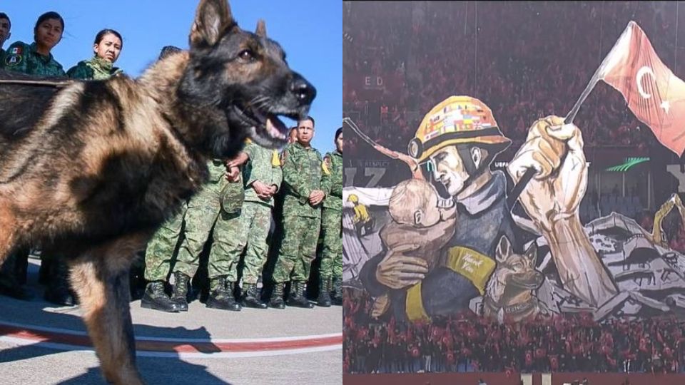 Rinden homenaje a Proteo, perrito rescatista mexicano | Twitter  / @AltugAras_