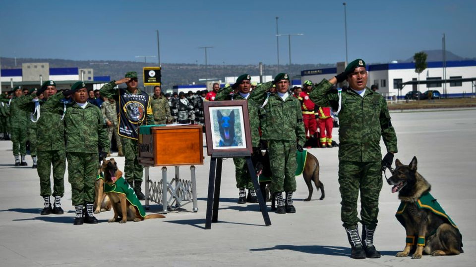 Ejército despide al perro rescatista Proteo | Sedena.