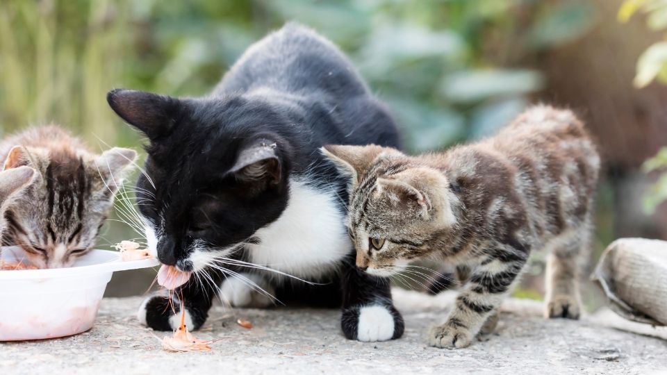 En el municipio de Apodaca, Nuevo León se han registrado al menos 13 casos de envenenamiento de gatos.