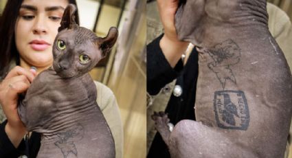 Le buscan familia a ‘Mishicles’, el gato del Cereso de Cd. Juárez