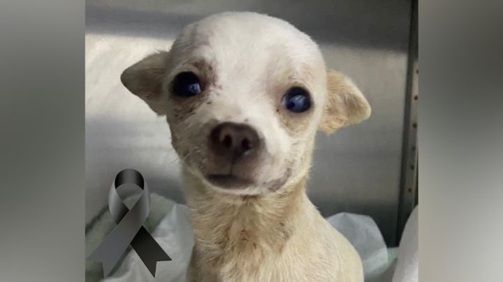 ¡Descansa, héroe! Murió Pinky, perrito atacado por ladrones en Nayarit
