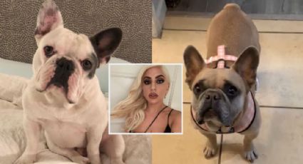 Mujer que ‘encontró' a los perritos de Lady Gaga reclama que no recibió la recompensa