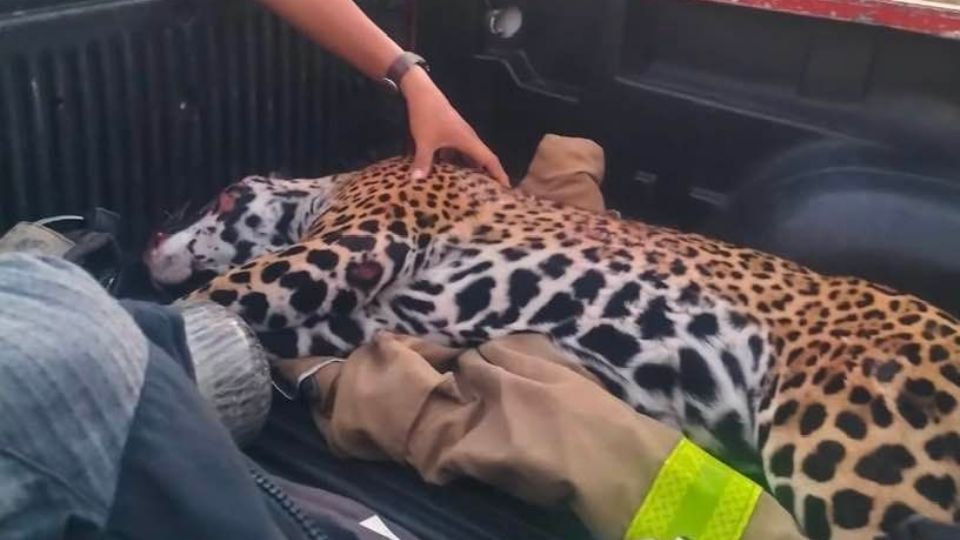 Jaguar muerto por atropello en Quintana Roo | Facebook / Mario Buil