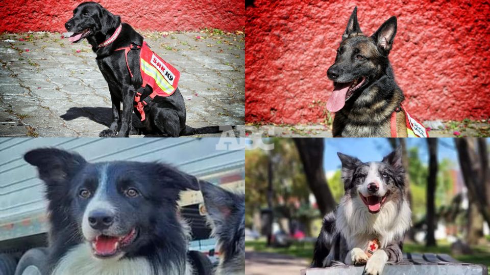 Perros mexicanos que viajan a Turquía | Cruz Roja Mexicana.