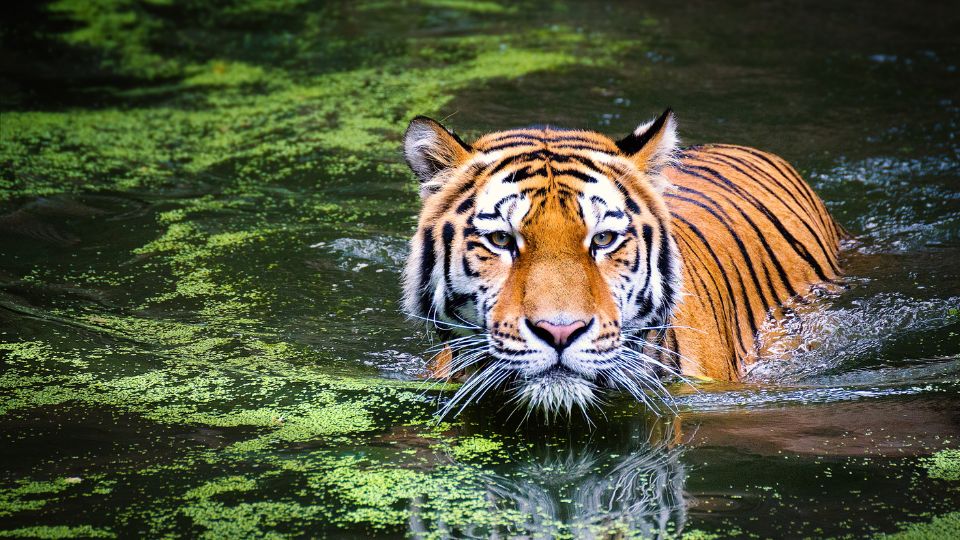 Alrededor de 200 tigres rescatados fueron enviados a La India, junto con algunos leones y leopardos.

