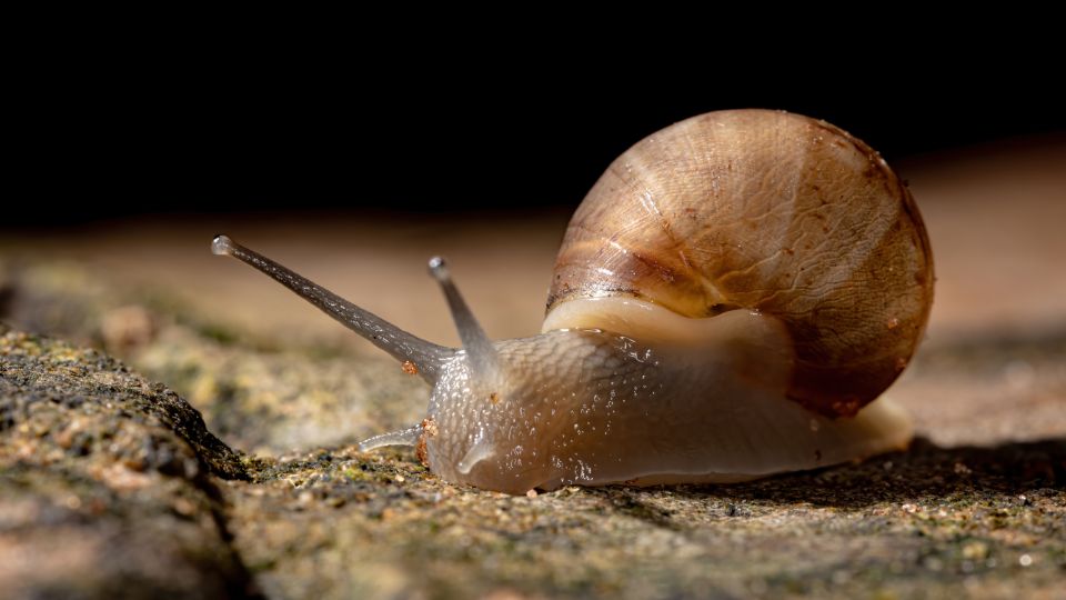 Caracol africano gigante reaparece en Florida | Pixabay