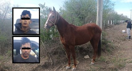 Con cuchillos de carnicería, detienen a menor y adulto robando caballos en Cadereyta