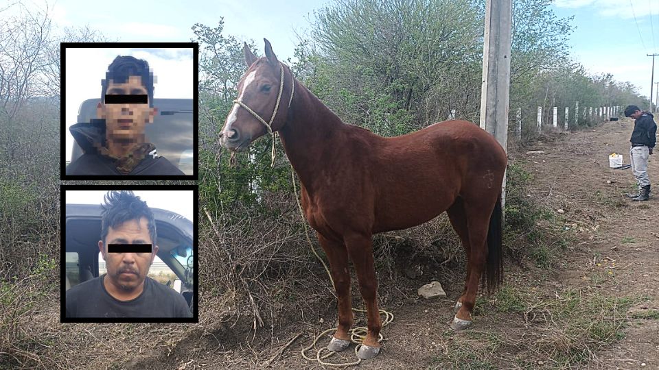 Detienen a hombres por robar caballos