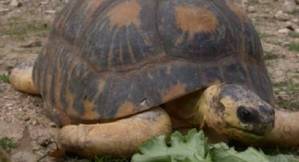 Tortuga de 90 años en peligro de extinción se convierte en papá; es esperanza para su especie