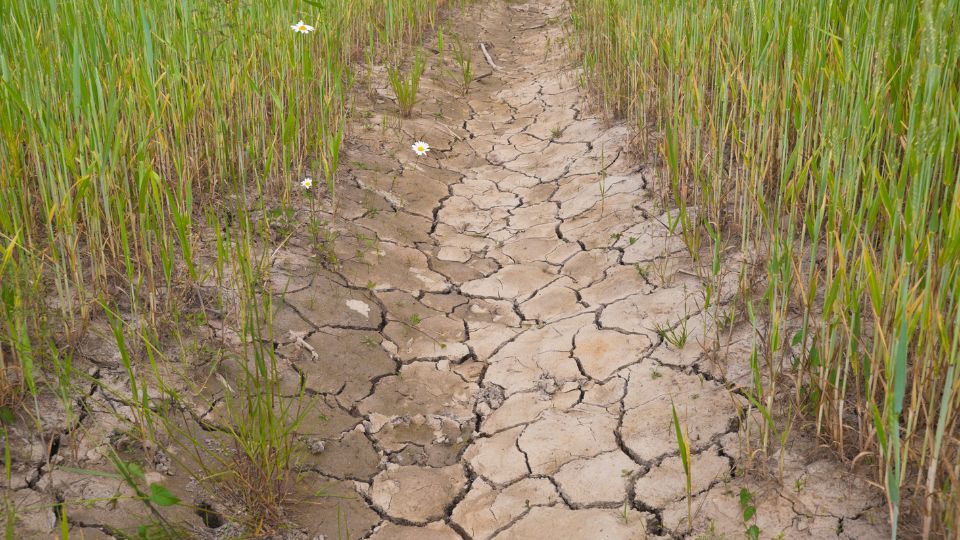 Conagua celebra posible llegada de 'El Niño', pero no canta victoria.