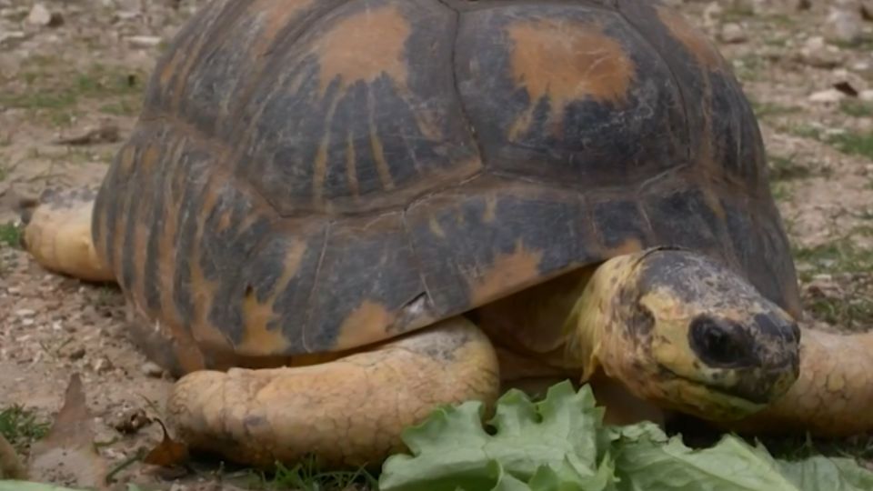 Mr. Pickles (Sr. Pepinillo) de 90 años.