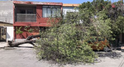 Fuertes rachas de viento provocan caos en Nuevo León