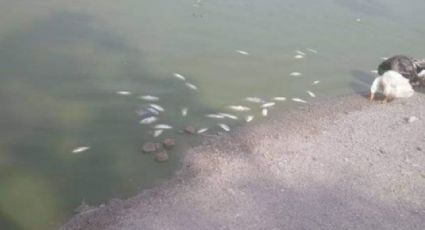 Esta es la causa de los peces muertos en el Lago Solidaridad en Monterrey