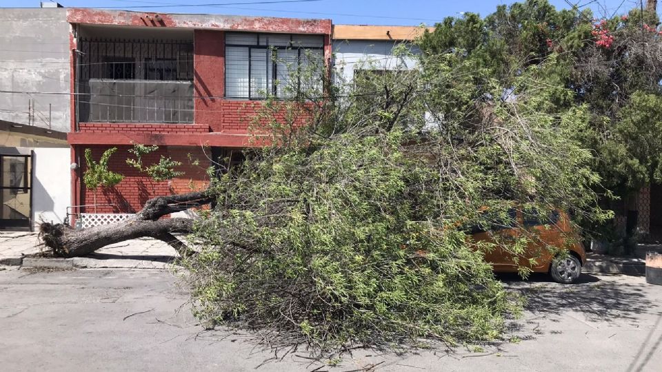 Árbol caído sobre vehículo.