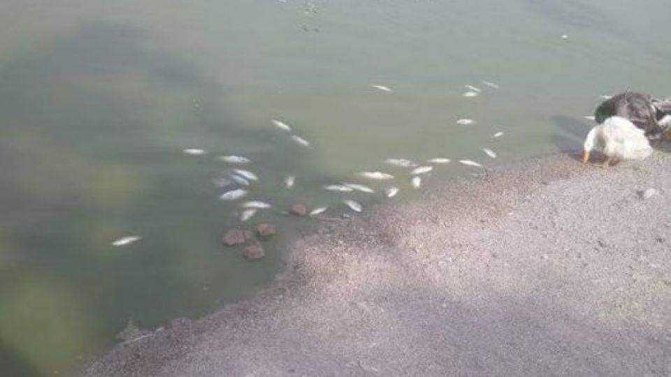 Peces muertos en el lago Solidaridad, Monterrey.