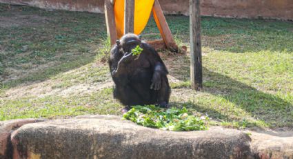 Al señalar deplorables condiciones, PAN pide a La Pastora informe sobre animales