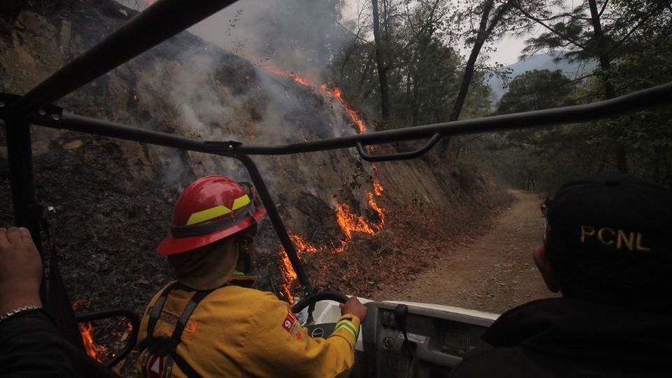 El estado de Nuevo León cuenta con casi 650 mil hectáreas de bosques en su territorio