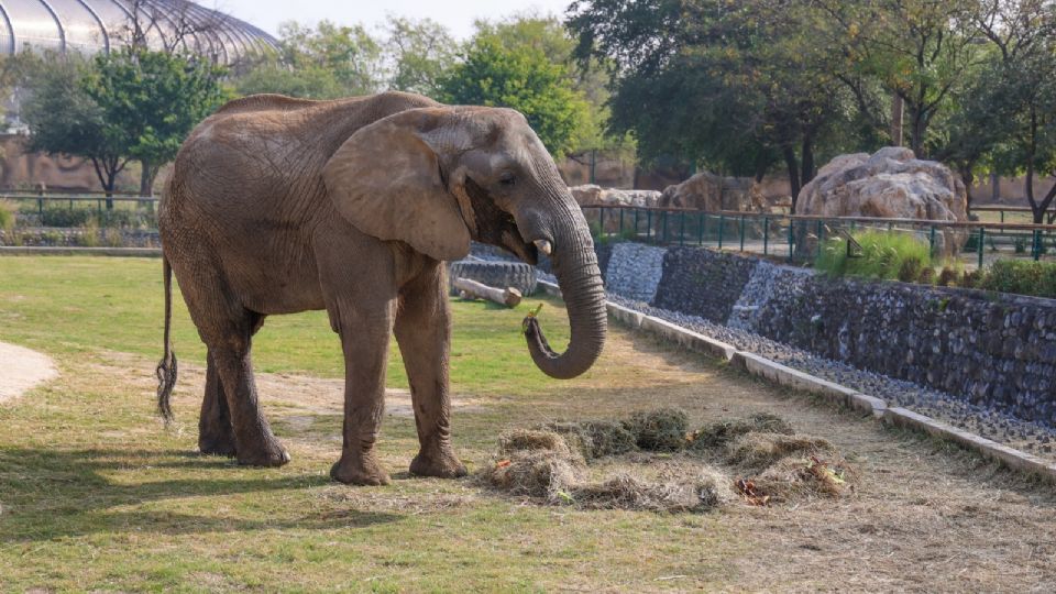 Elefante en el Parque La Pastora | Facebook / Zoológico La Pastora