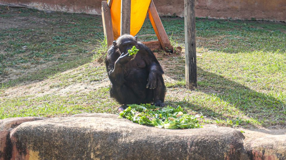 Chimpancé en cautiverio en el zoológico La Pastora.